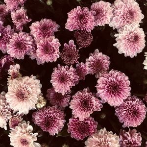 Meet your Posher, Erika